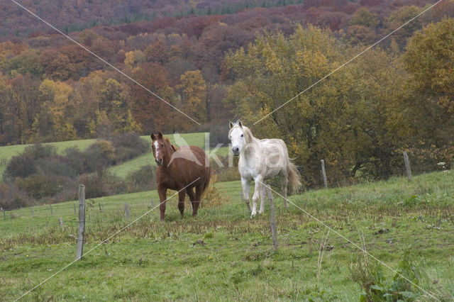 Paard (Equus spp)