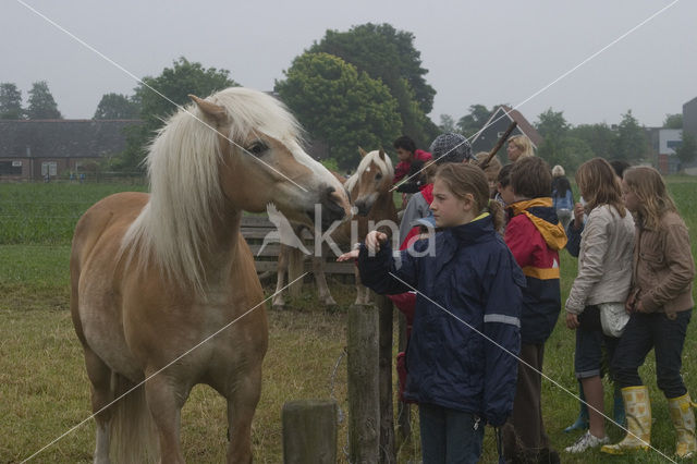 Paard (Equus spp)