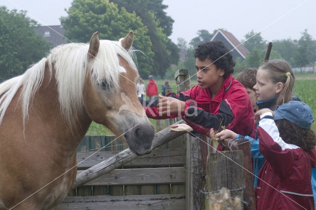 Horse (Equus spp)