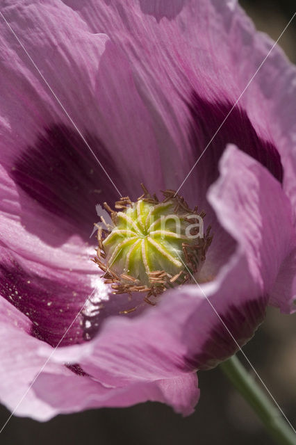 Poppy (Papaver spec)