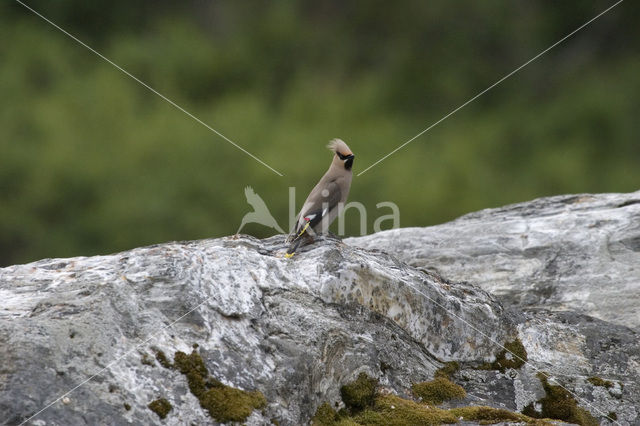 Pestvogel (Bombycilla garrulus)