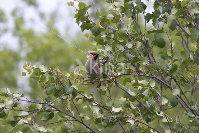 Pestvogel (Bombycilla garrulus)