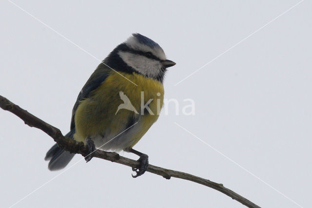 Blue Tit (Parus caeruleus)