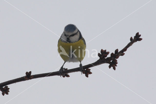 Blue Tit (Parus caeruleus)