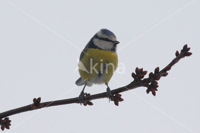 Blue Tit (Parus caeruleus)