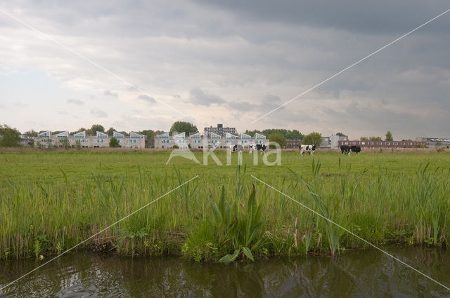 Polder Westzaan