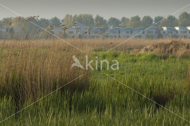 Polder Westzaan