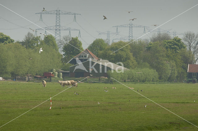 Polder Westzaan