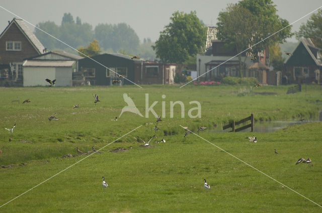 Polder Westzaan