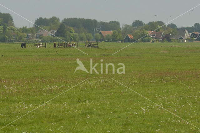 Polder Westzaan