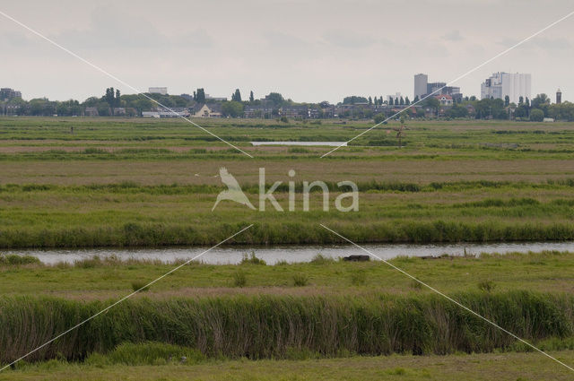 Polder Westzaan