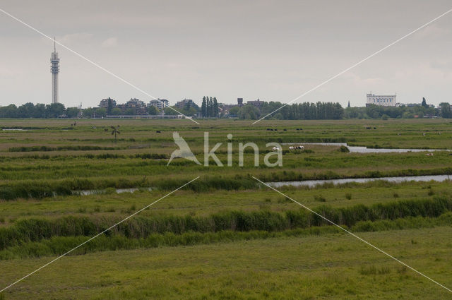 Polder Westzaan