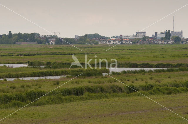 Polder Westzaan