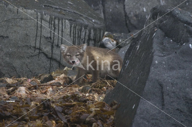 Arctic fox (Alopex lagopus)