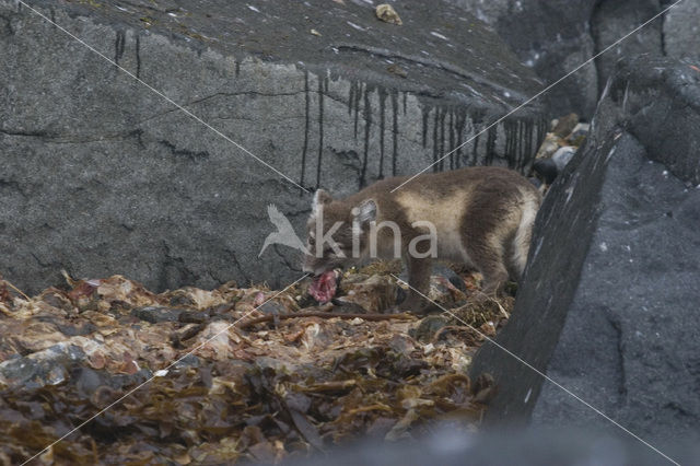 Arctic fox (Alopex lagopus)