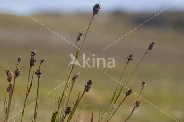 rock sedge (Carex saxatilis)