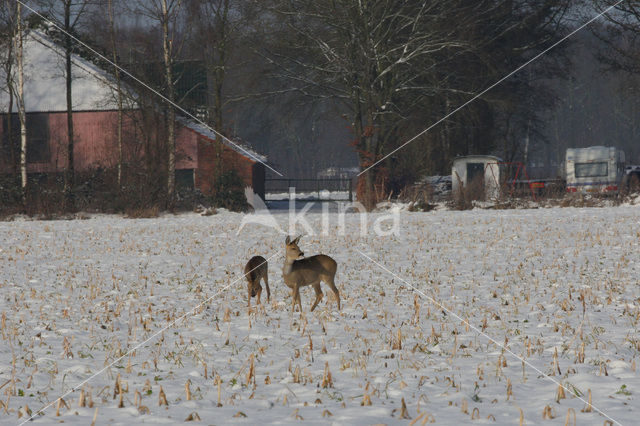 Roe Deer (Capreolus capreolus)