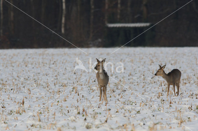 Roe Deer (Capreolus capreolus)