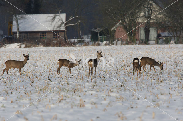 Roe Deer (Capreolus capreolus)
