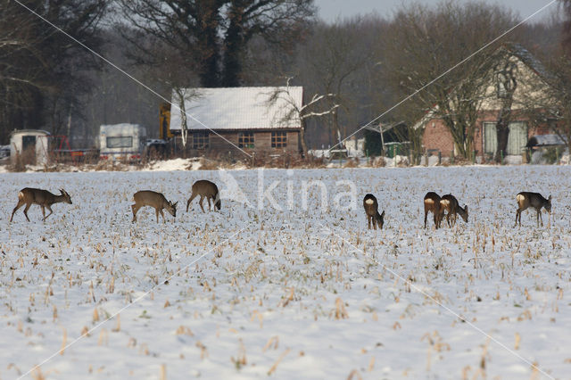 Roe Deer (Capreolus capreolus)