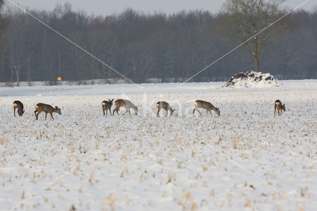 Roe Deer (Capreolus capreolus)