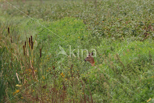 Roe Deer (Capreolus capreolus)