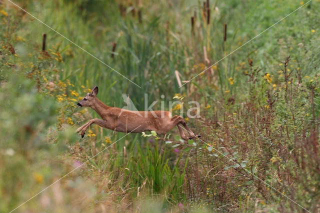 Roe Deer (Capreolus capreolus)