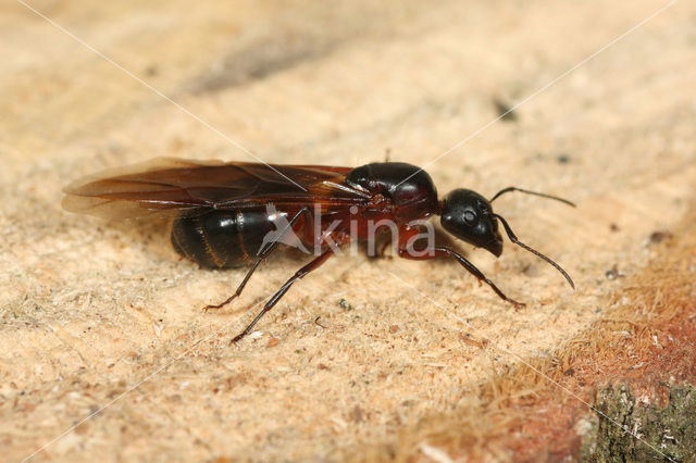 Reuzenmier (Camponotus ligniperda)