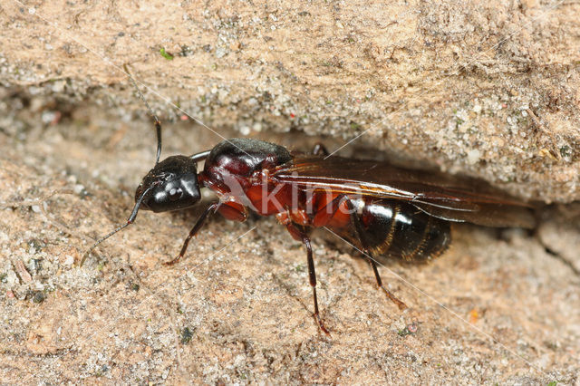 Reuzenmier (Camponotus ligniperda)