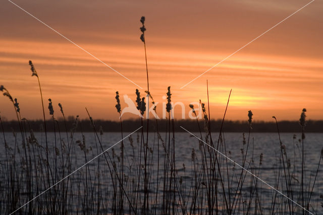 Riet (Phragmites australis)