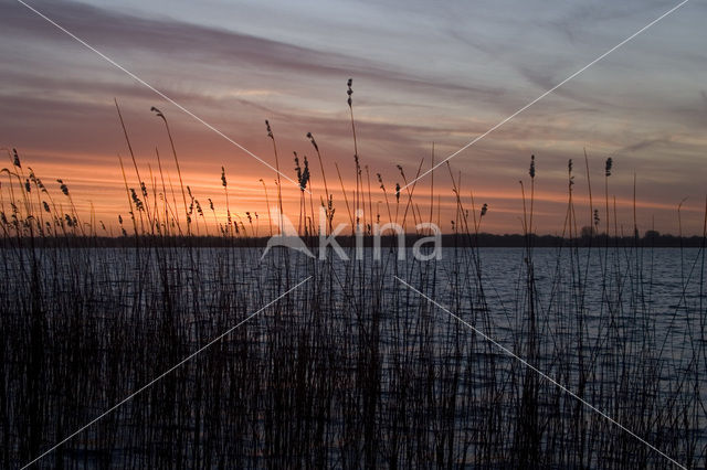 Riet (Phragmites australis)