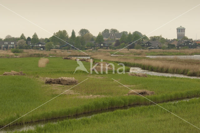 Riet (Phragmites australis)