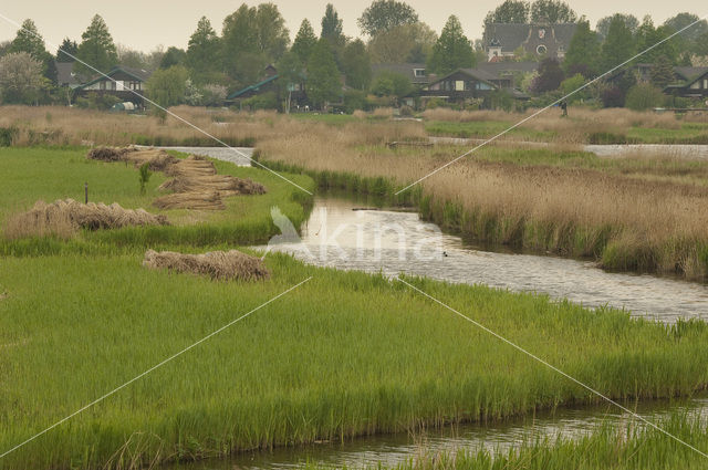 Riet (Phragmites australis)