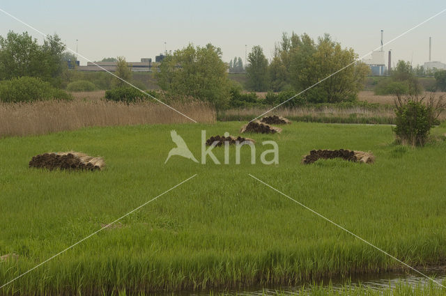 Riet (Phragmites australis)