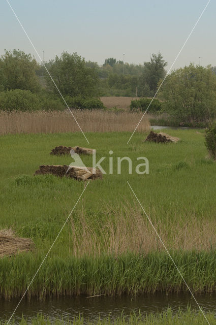 Riet (Phragmites australis)