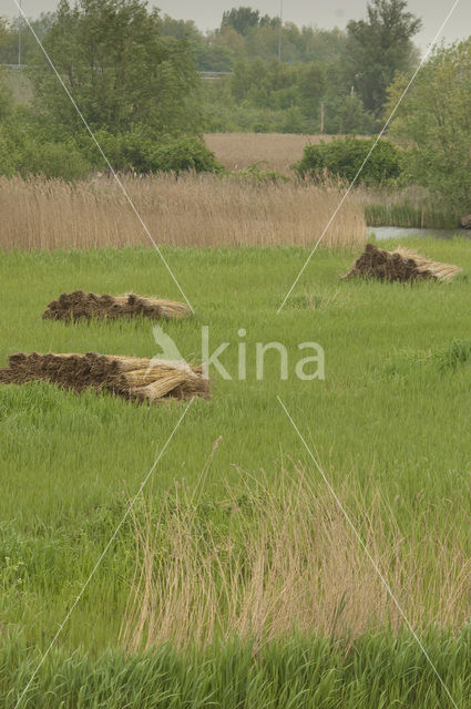 Riet (Phragmites australis)