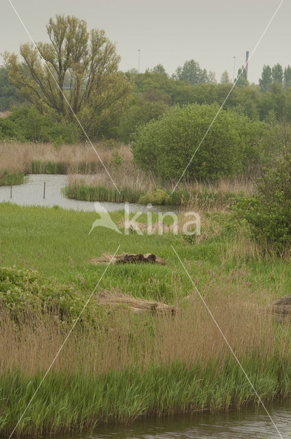 Riet (Phragmites australis)