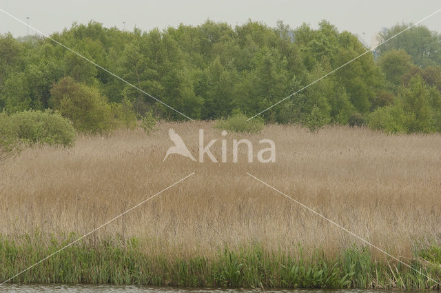 Common Reed (Phragmites australis)