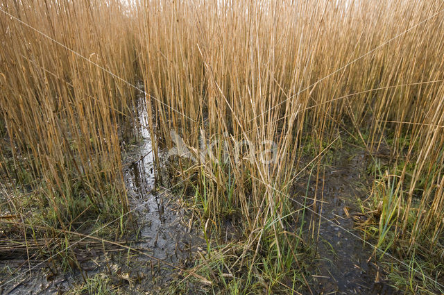 Riet (Phragmites australis)