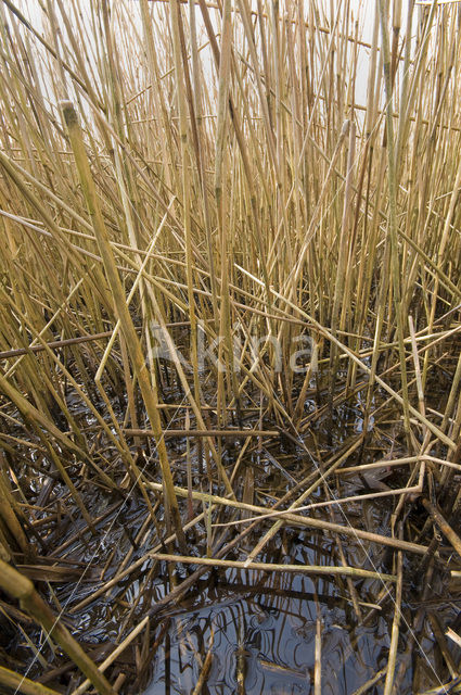 Riet (Phragmites australis)