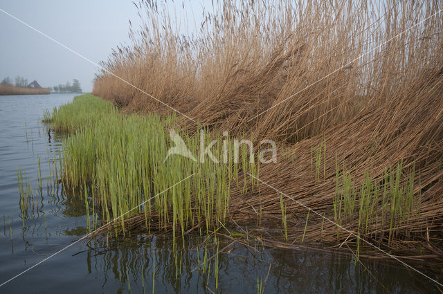 Riet (Phragmites australis)