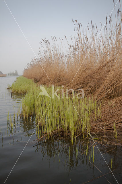 Riet (Phragmites australis)