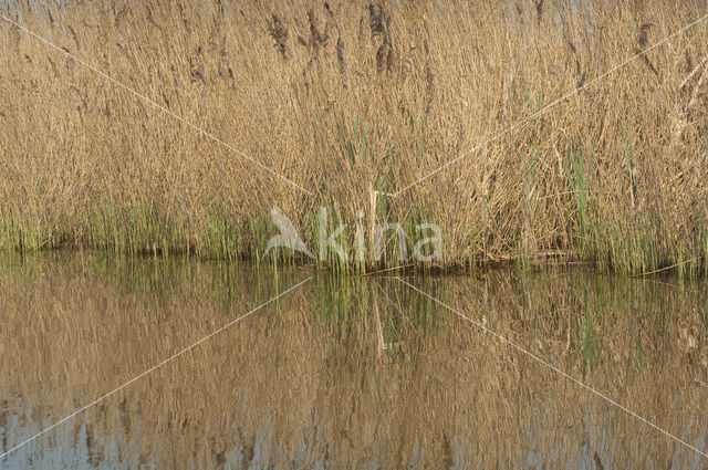Riet (Phragmites australis)