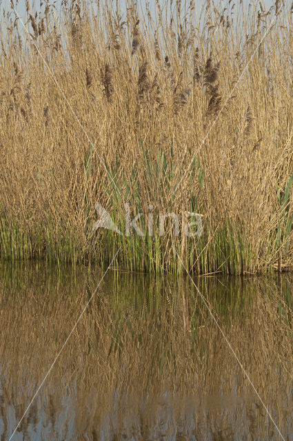 Riet (Phragmites australis)