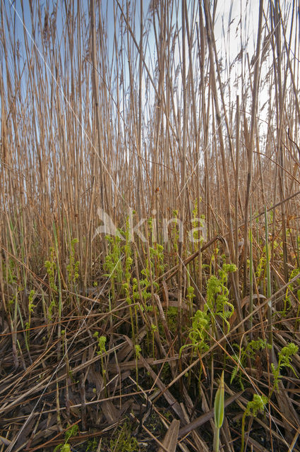 Riet (Phragmites australis)