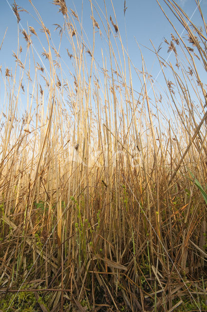 Riet (Phragmites australis)