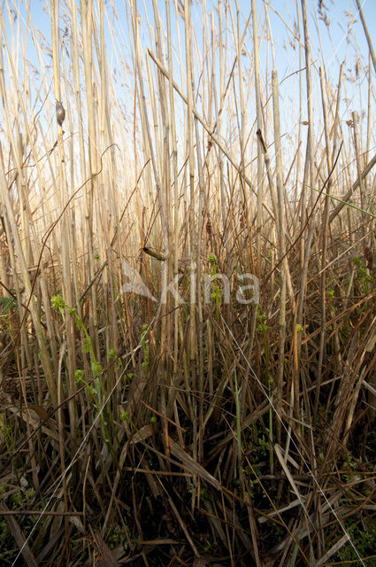 Riet (Phragmites australis)