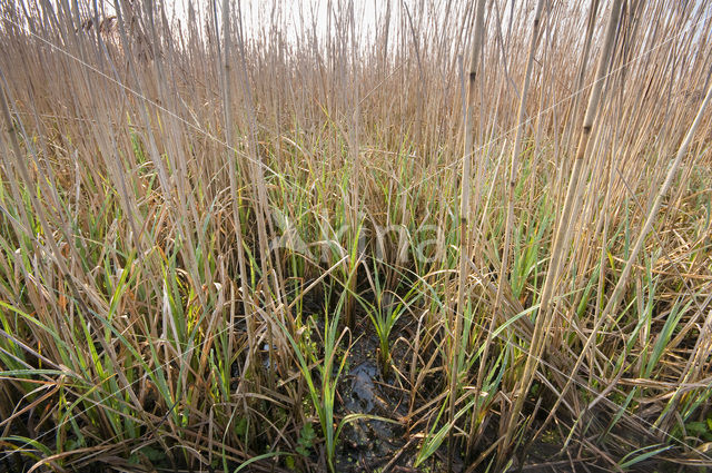 Common Reed (Phragmites australis)