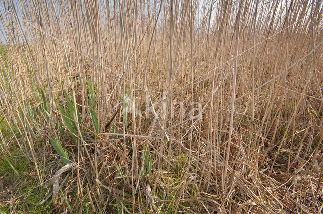 Common Reed (Phragmites australis)