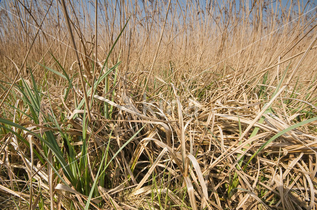 Common Reed (Phragmites australis)